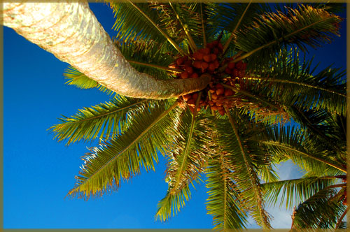 Coconut tree