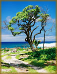 A very characteristic tree beside the beach